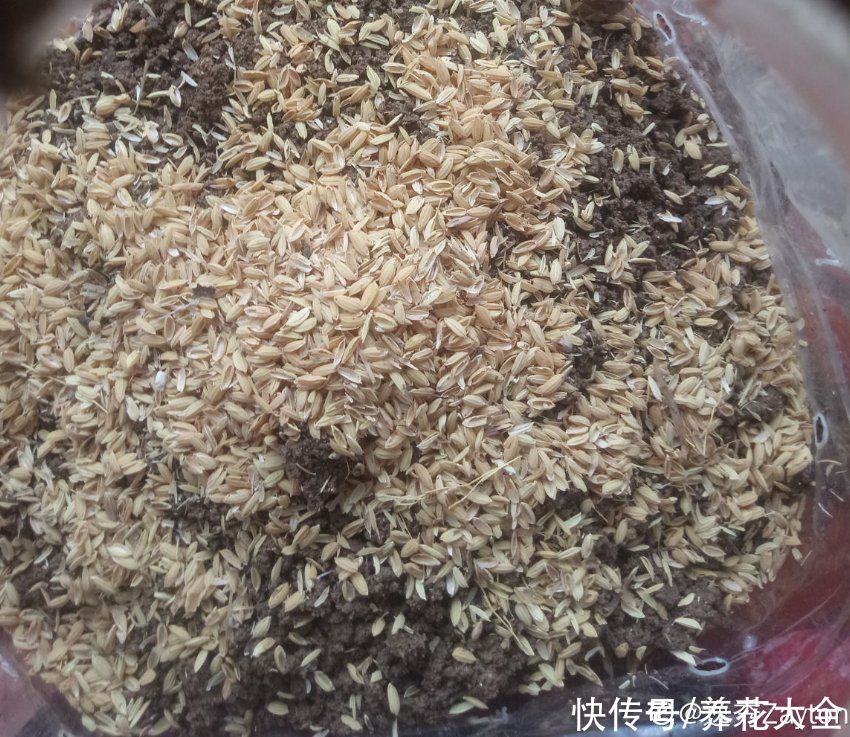 家里的油桶不要扔，拿来种菜养花，省钱又好用