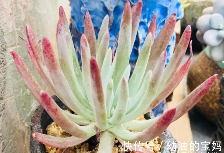 仙女杯多肉爱杜丽丝,有点冷反而适合养!选盆和配土都已帮你想好