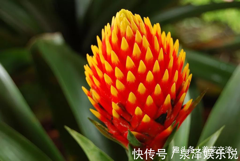 杜鹃花|过年适合在家里摆放着8种盆栽观赏植物，养护难度也比较低