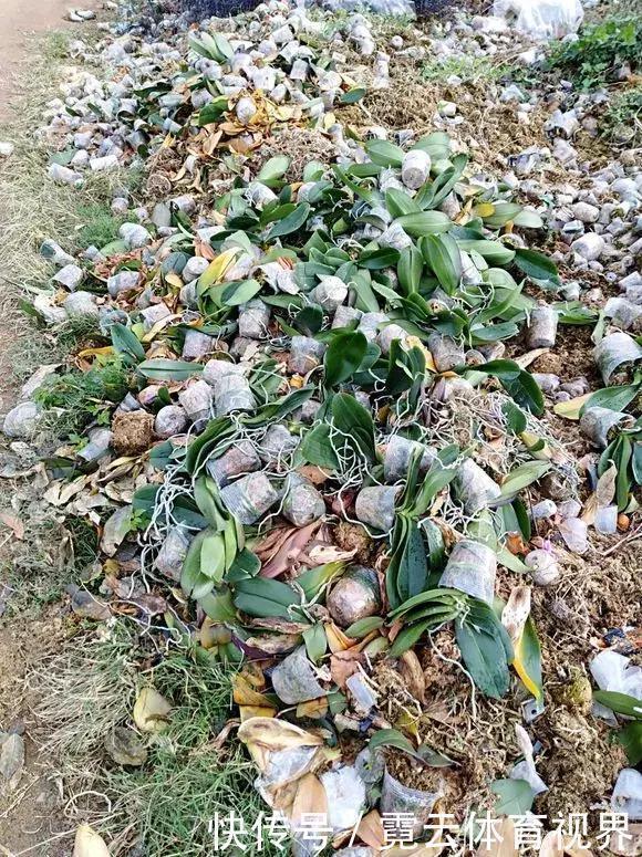 垃圾桶里一堆“贵货”花,丢人也要捡,带回家就开花