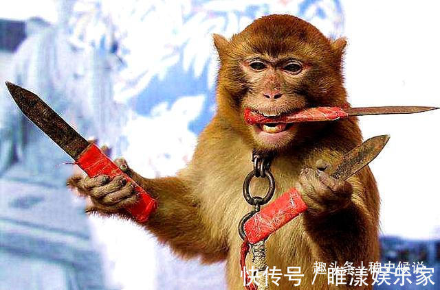 库银!明代审猴奇案男子被杀,猴子鸣冤告状,知府布下妙计,擒住凶手