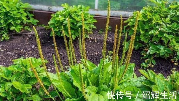 好处|每天坚持喝车前草水,时间长了会有很多好处,难怪有些人不放手!