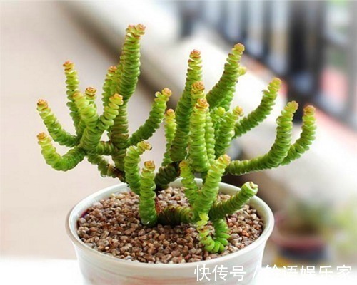 多肉钱串子不好养教你3个养护钱串子的妙招,轻松爆盆又美观