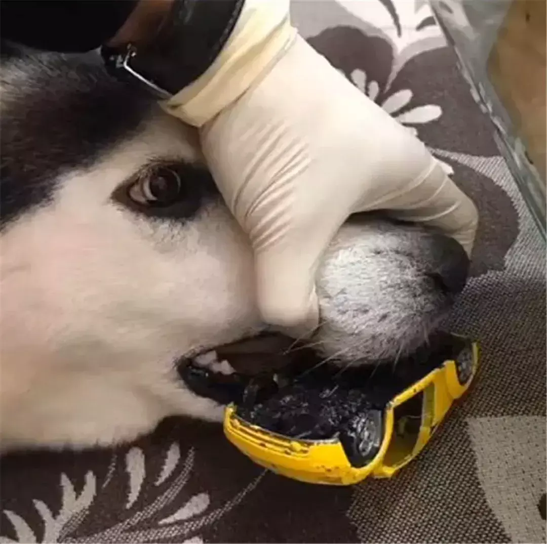 狗不吃饭光喝水还呕吐