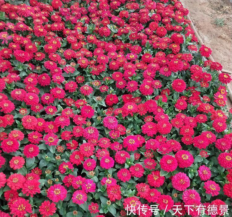 观赏价值|养花试试这几款,品种繁多,枝繁叶茂,超美