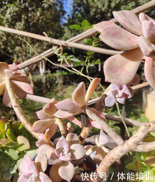 想让多肉紫乐长得快,大胆一点虐着养,一年不到小苗就变中苗!