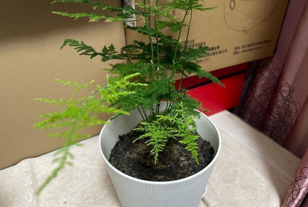 湿润|3种盆栽四季常绿,叶很多很翠绿很好养,在阳台上一直很美