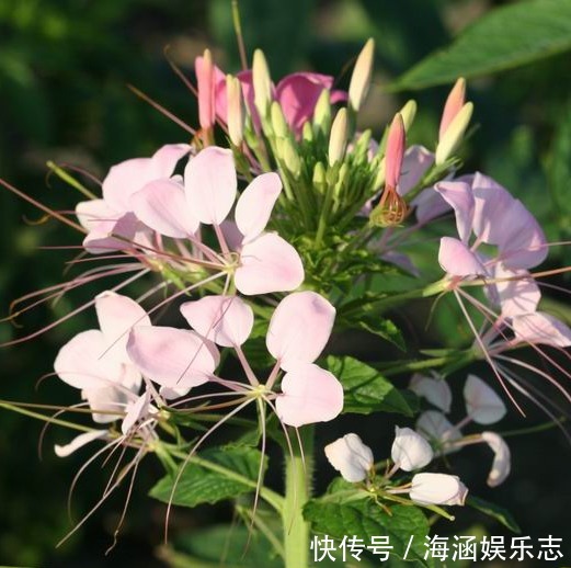 爆盆|晒不死的花卉,夏季“王者”,越晒越能爆盆的盆栽!