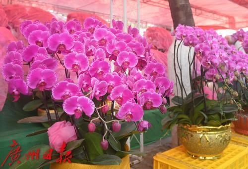 春花灿烂 年味渐浓