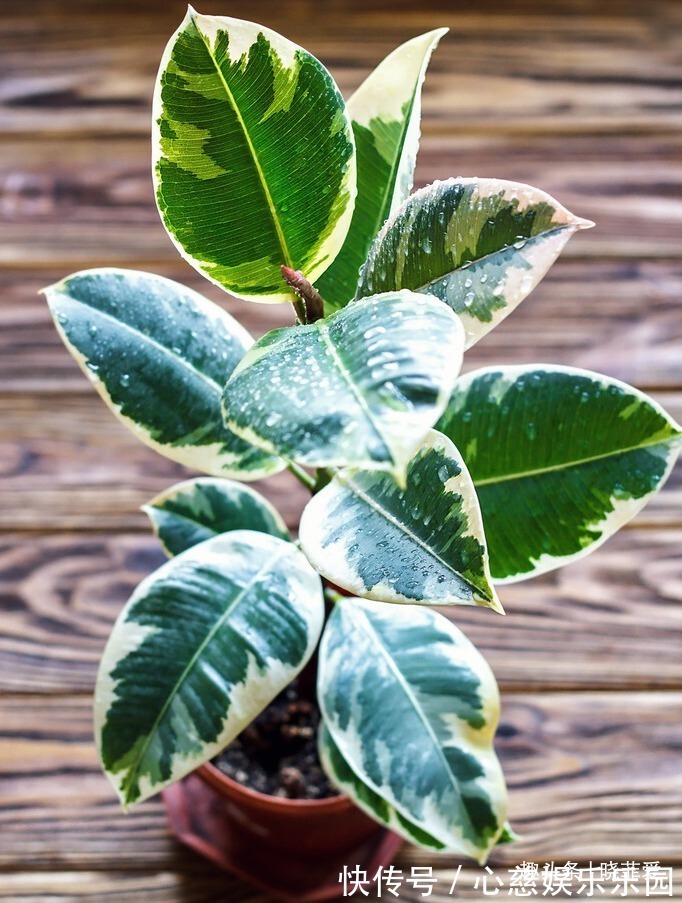 君子兰|客厅养花不宜多!12种“吉祥花”任选一种,寓意好“养人”还旺家