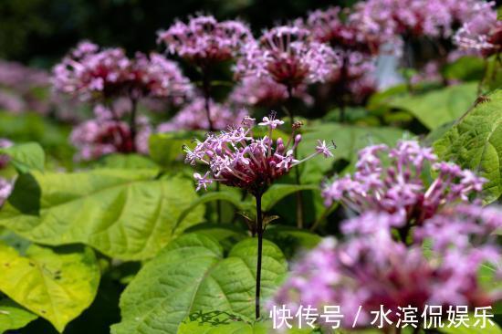 名字有点怪,看起来又很美,这种叫“臭牡丹”的花,你有见过吗