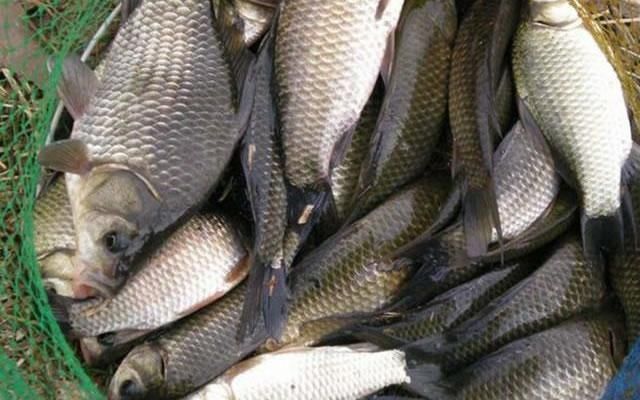 野钓|搞明白什么是大鲫压底，小鲫钓浮，野钓鲫鱼，也能比别人多钓几斤