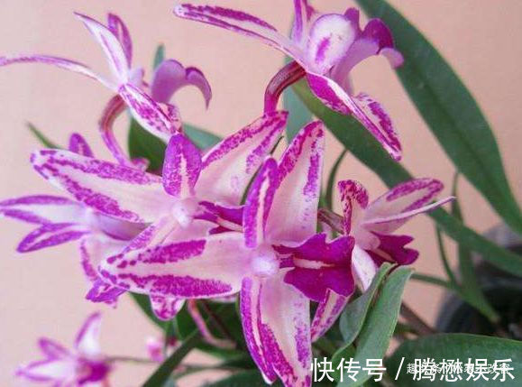 好养|此款花便宜又好养,花色多还漂亮,养在家里生机勃勃,绚丽多彩