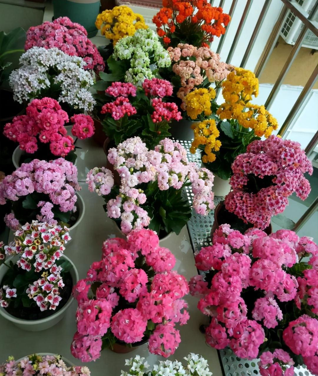 养长寿花，避开5个“坑”，开满大花头，阳台满花球