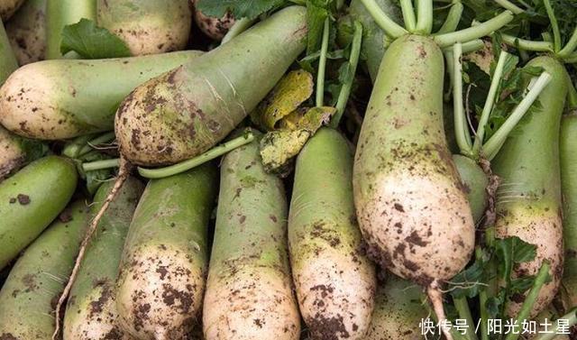 冬天,我家常用此菜包饺子吃,鲜嫩多汁,比韭菜馅香,比白菜馅鲜