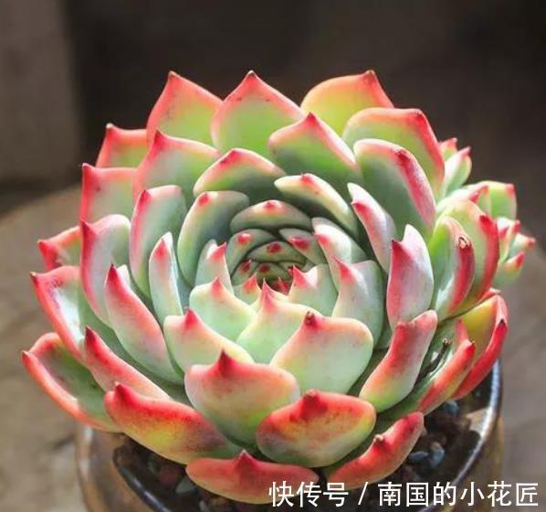 精品|8种莲花座多肉，每一种都是精品，看一眼就入坑了，你养过几种？