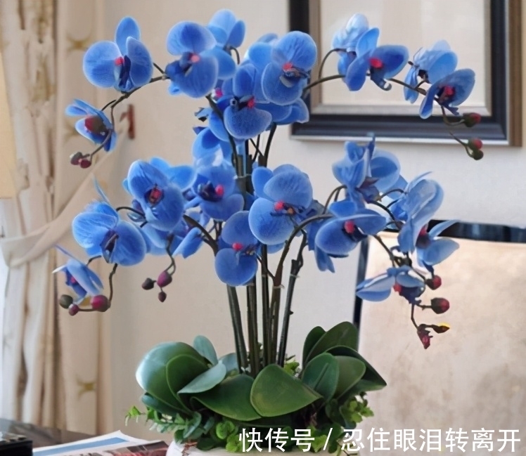 新手|年后蝴蝶兰开完花,3件事做好,新手也能养好它