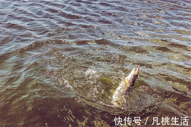 钓场|能不能钓好鱼很大程度取决于钓鱼人的性格,不由你不信