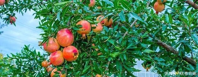 这里有庭院里最喜欢的果树,树大遮阳还能结果,吃得真开心