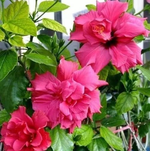 家里就养几种花,耐旱又耐晒,好养又漂亮,一开就是300多天