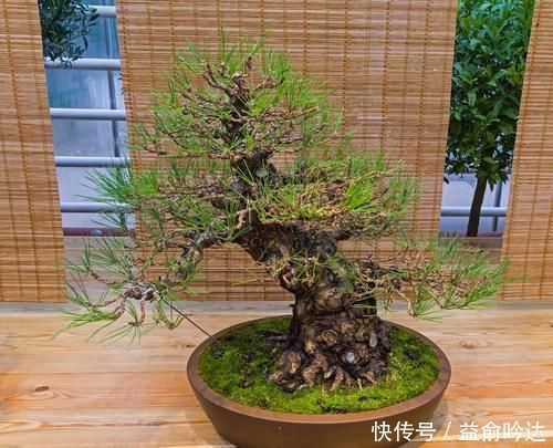 松柏类|刚入手的黑松如何养护?别急着上盆,开始很重要,做好3个措施,生长更旺盛