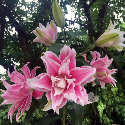 她养了1种花,开花漂亮,香味浓郁,老远就能闻到香!