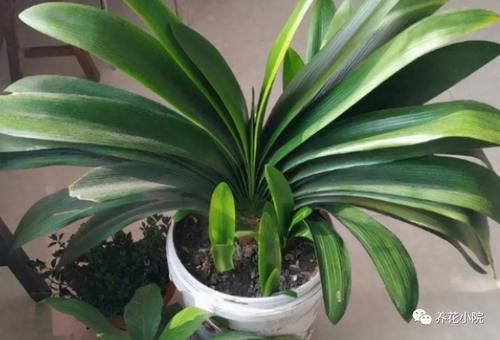 养花有3个“坏习惯”，花儿总是长不旺开花少