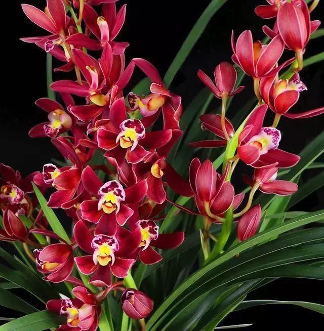 此花，号称兰花中的“开花机器”，颜色鲜艳，四季有花赏