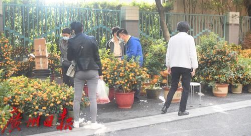 春花灿烂 年味渐浓