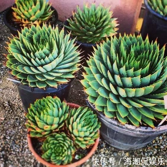 女王|一盆芦荟1万多,一棵能长50年,越老越值钱,你见过芦荟女王吗