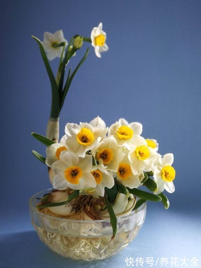 过年都在扎堆买的年宵花,先别急着跟风,先了解下好不好养