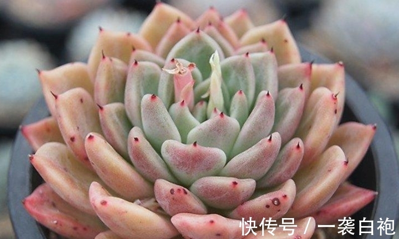 多肉拉霍亚——带爪的东云,堪称爪系基因与东云系基因的完美结合