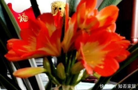 家养君子兰总是难开花用这三种东西堪比肥料,既省钱又实用