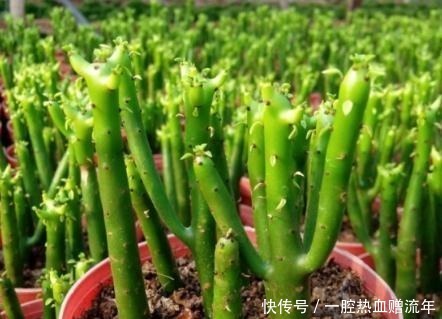 一品红|室内养了“此2种花”,就等于潜伏了“有毒物质”,快搬出去!