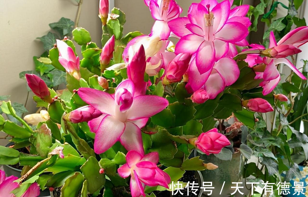 适合懒人养的“6种花”,不只是好养,还寓意好,利于健康