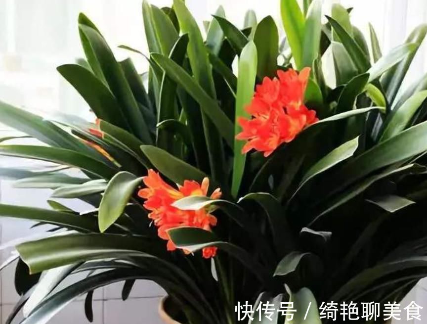 君子兰迟迟不开花别着急,几招催花方法,让君子兰砰砰开花