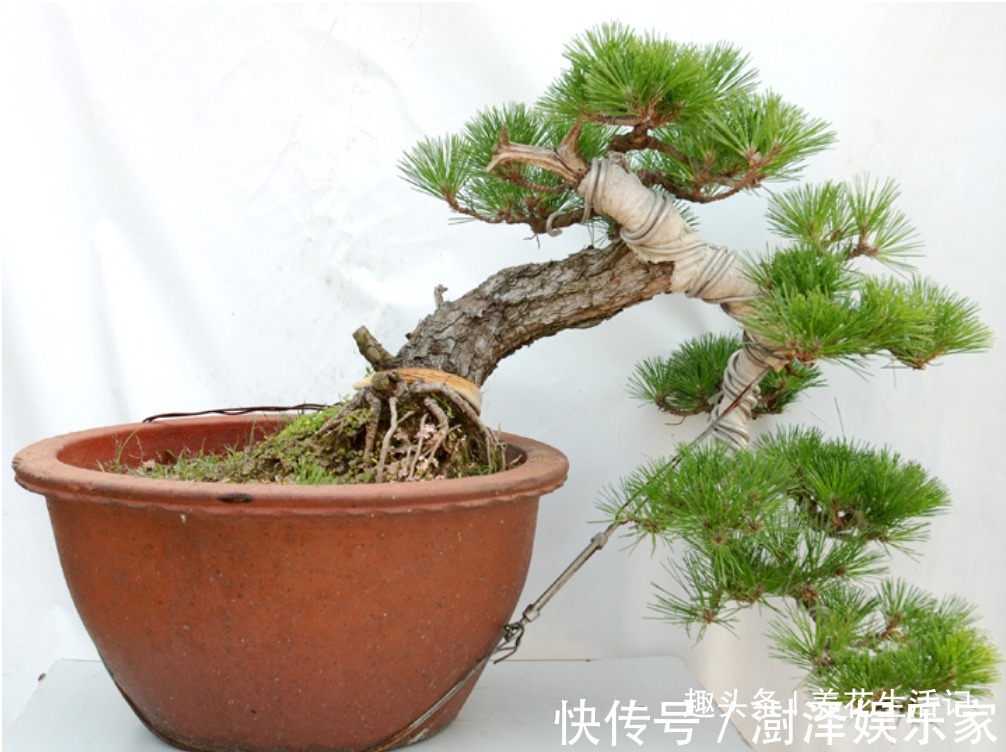 盆景|黑松盆景不发芽,做好“4个”主环节,生长旺“出芽”率高!