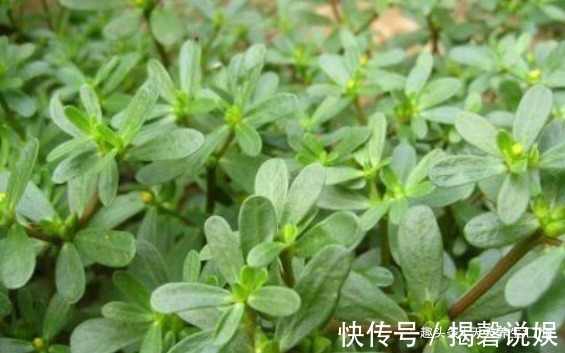 塌地松|女性不想老得快,推荐常吃4种食物,保护皮肤,美容抗衰老