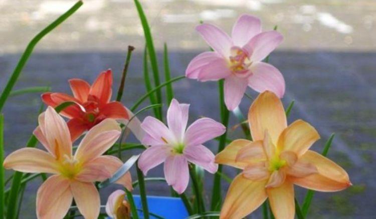 4种花寓意超好的,轻松长爆盆,花量大花期长,吉祥又喜庆