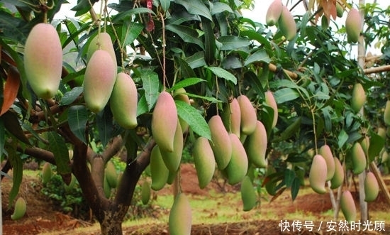 提个醒：芒果与此物同食，有病也是自找的，现在知道还不晚