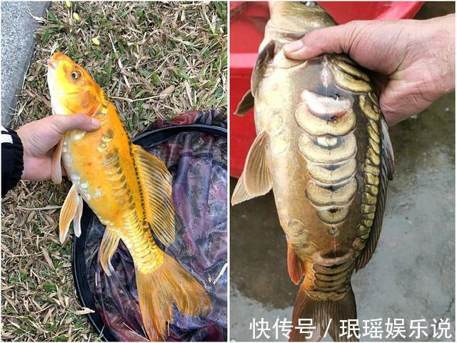 价值上千?深圳钓友钓了条奇鱼,有人出1000想买,钓友:已经放了