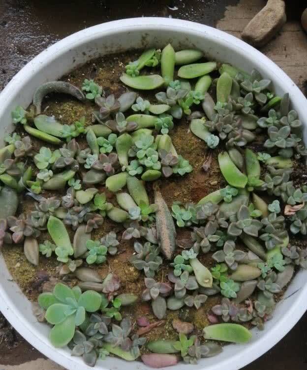 多肉|五月六月别忘了“叶插多肉”,生根快长得快,又萌又多成功率高