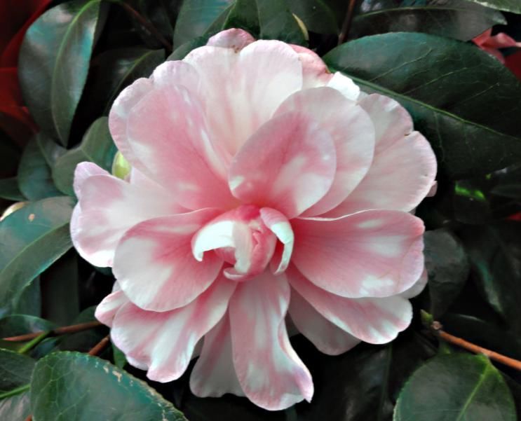 茶花长花苞了，花还没开花苞就蔫了，赶紧救治晚了不开花