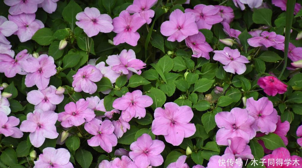 八种冬天可以水培开的花,现在是花期,花大又漂亮,真美