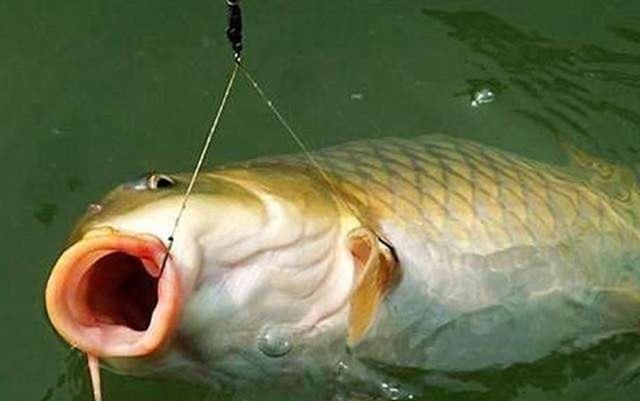 鱼饵|钓鱼时到底该不该露钩别争论了,实践才能出真知