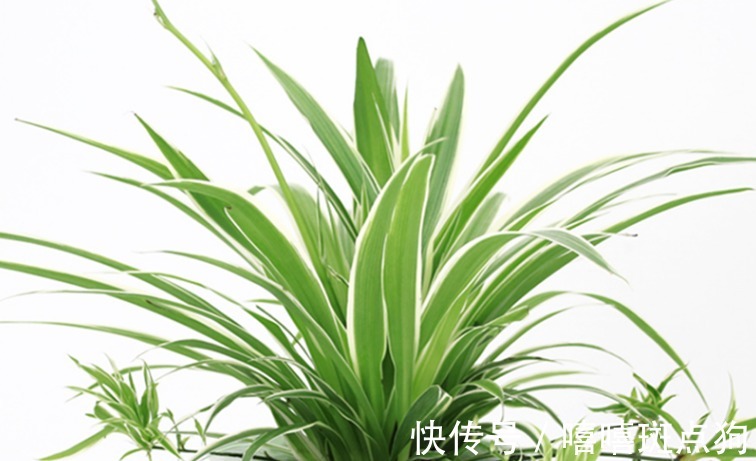 翠绿|养殖绿萝和吊兰，只需记住四个方法，不但长势快发芽还多