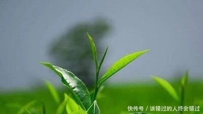 茶叶|历史上最著名的皇帝,生前酷爱喝茶,竟然将茶叶作为陪葬物?
