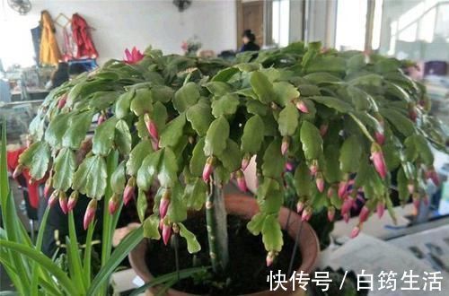 新芽|蟹爪兰不烂根,叶子肥厚,把握好此3点,新芽不断冒出