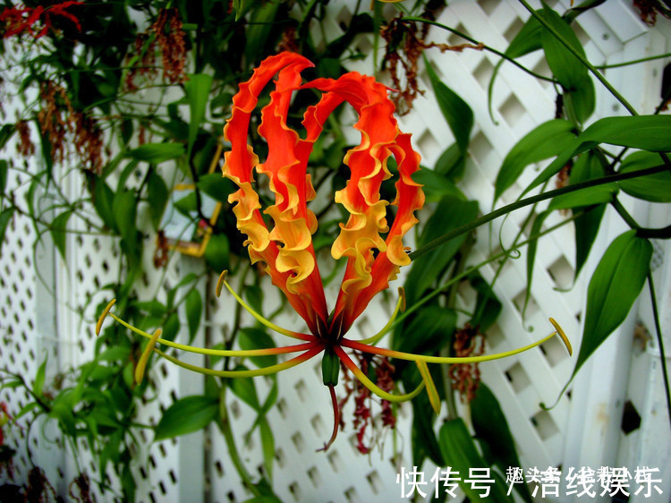 一种可以爬墙的百合,高贵又典雅,人称“嘉兰百合”,好养吗