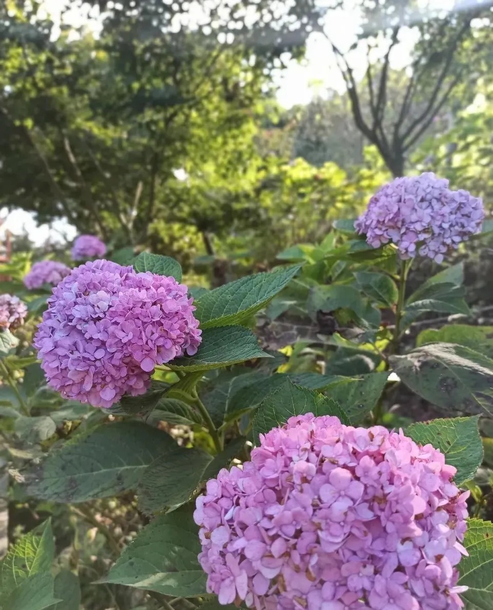 花海|巴南云林天乡的初秋，竟然还能看花海，约不约？